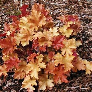 Heuchera micrantha Marmalade ® - feuillage bronze la plante en pot de 2 litres