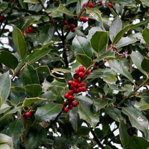 Houx vert - Ilex aquifolium Alaska 100/125 cm