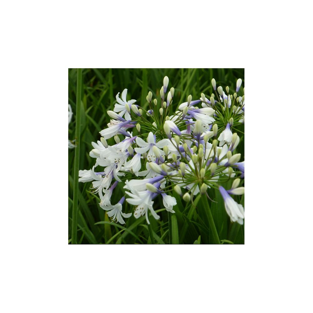 Agapanthe Twister