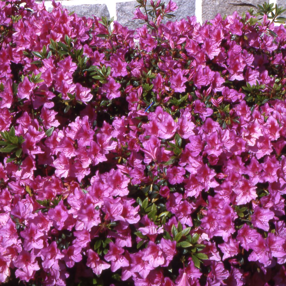 Azalée japonaise 'Beethoven'