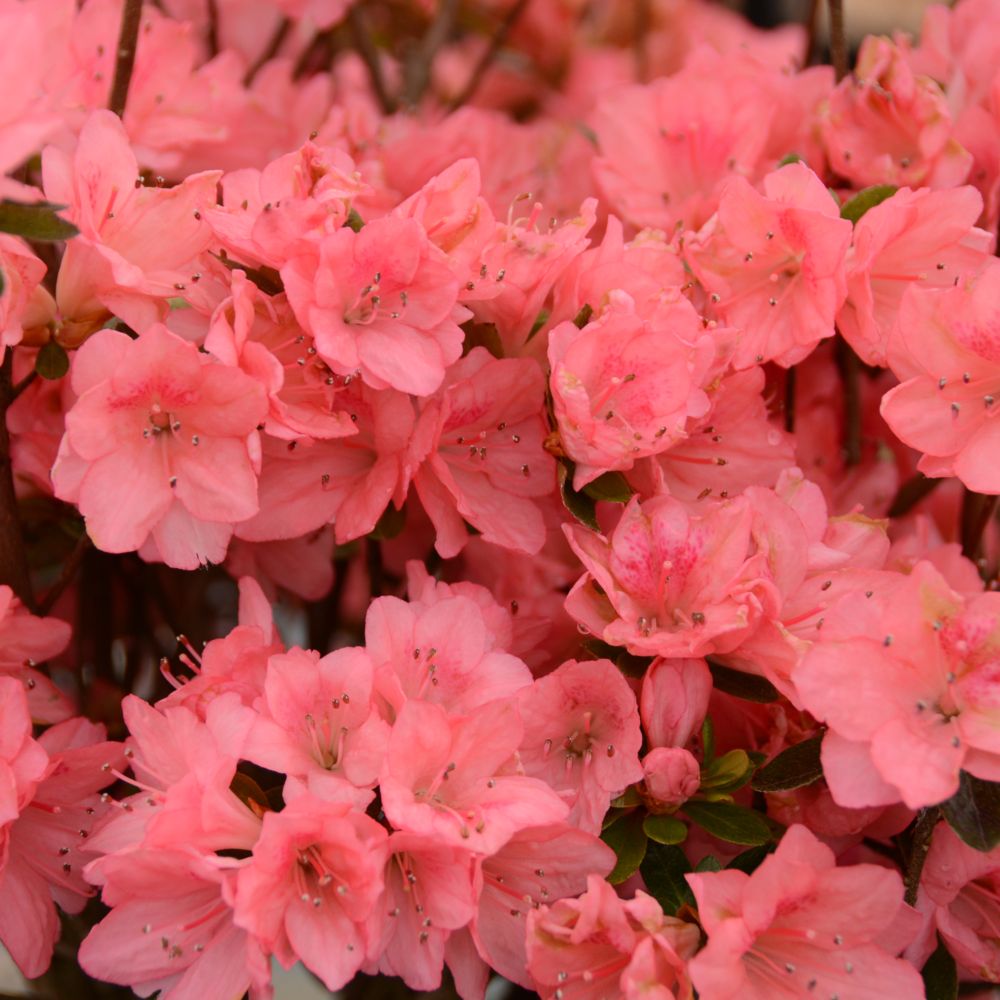 Azalée japonaise 'Blaauw's Pink'