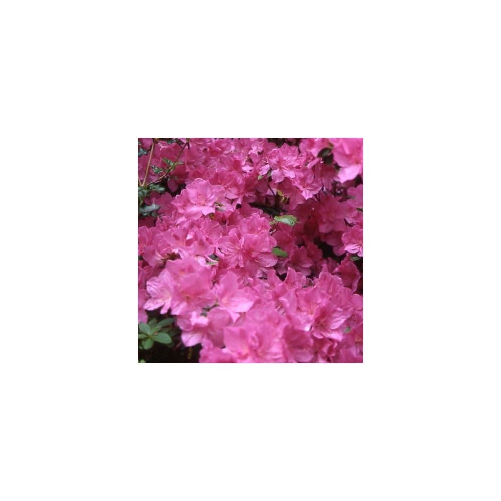 Azalée japonaise 'Greenway'