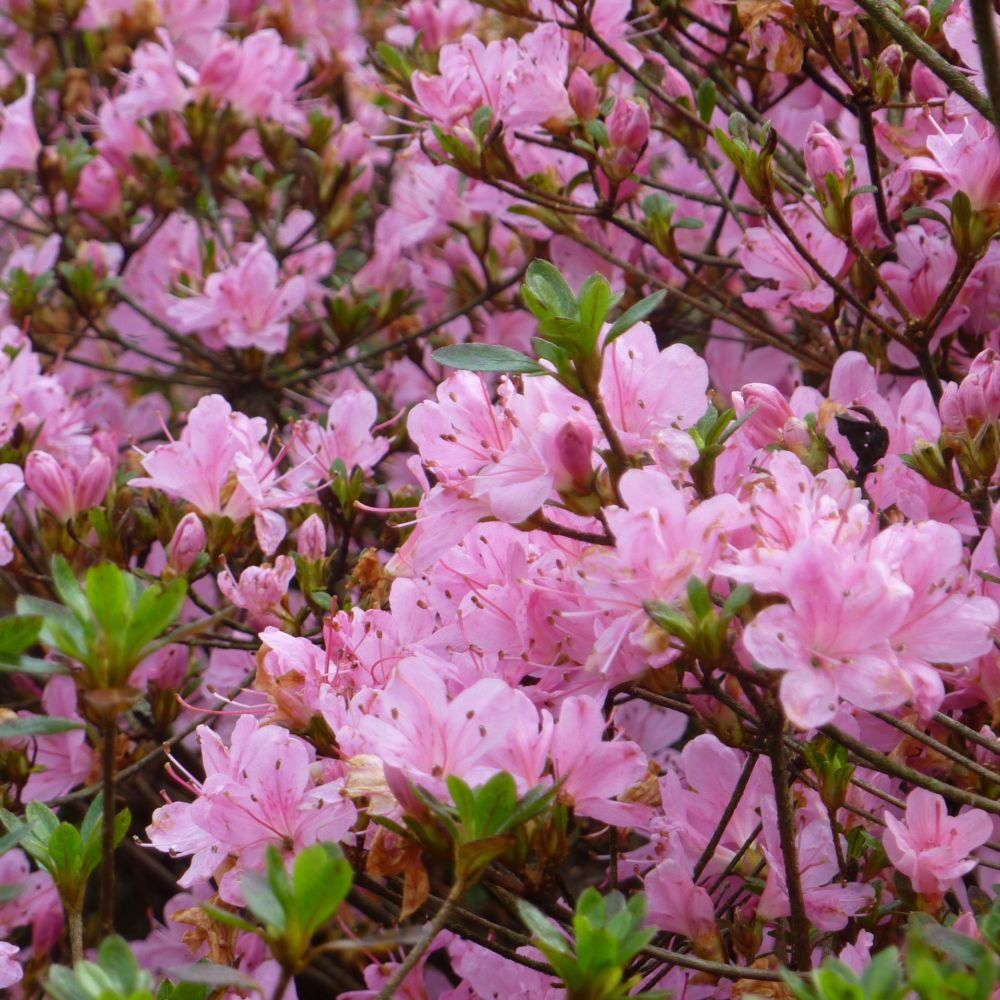 Azalée japonaise 'Hinomayo'