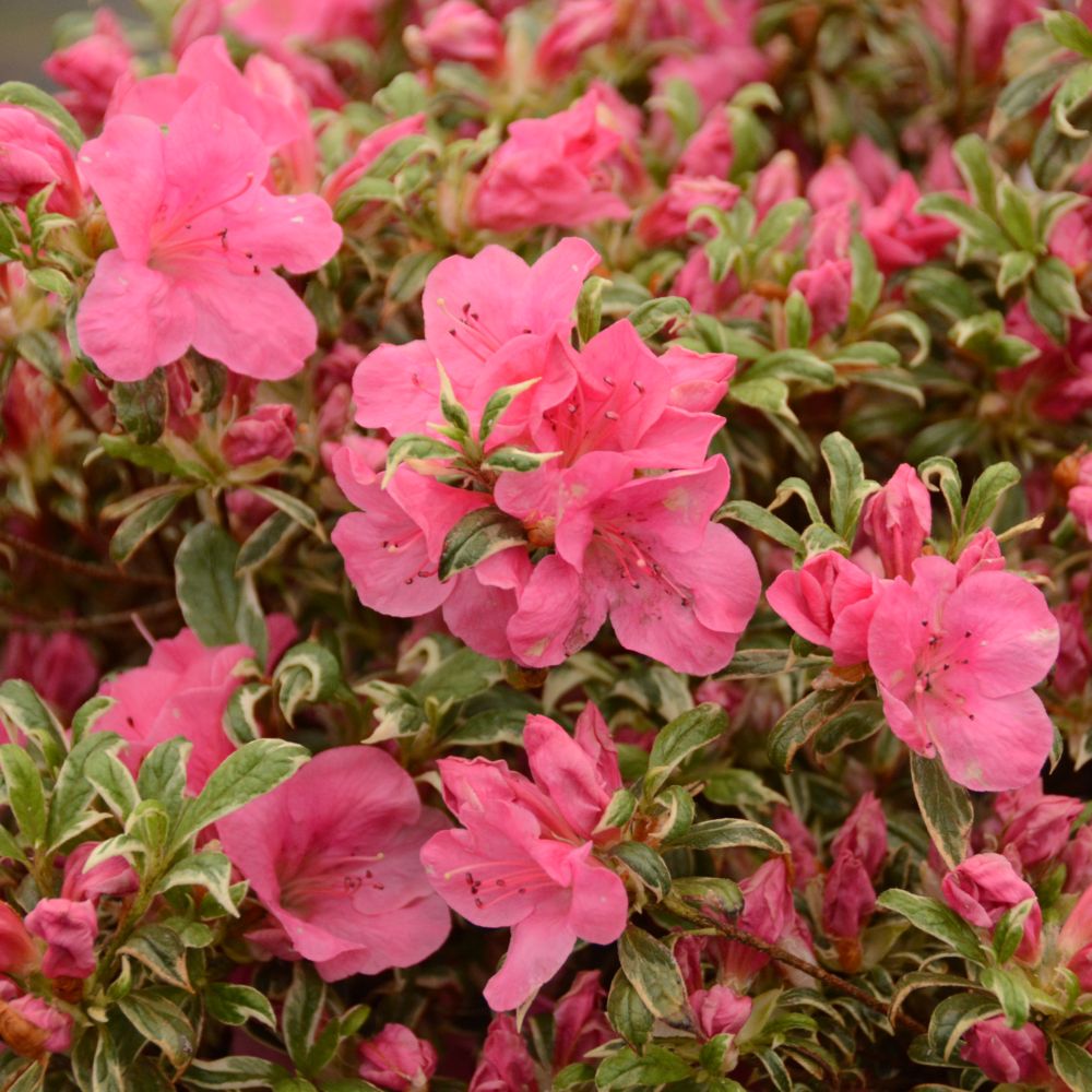Azalée japonaise 'Silver Queen'