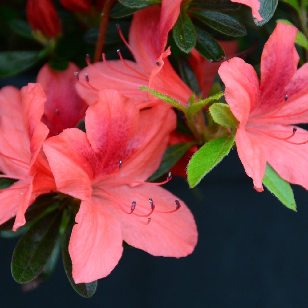 Azalée japonaise 'Tamanini'