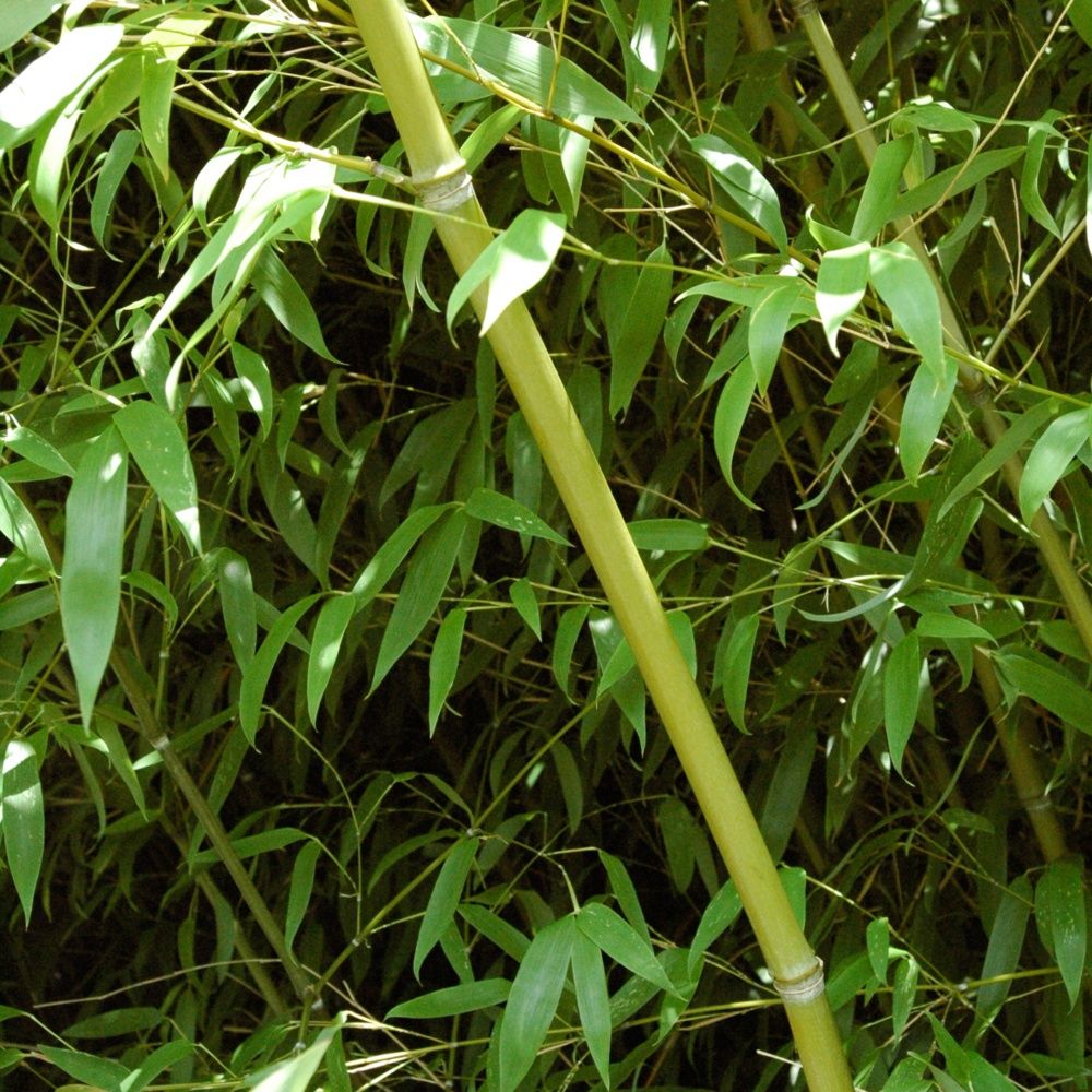 Bambou moyen : Phyllostachys 'Tip Top'