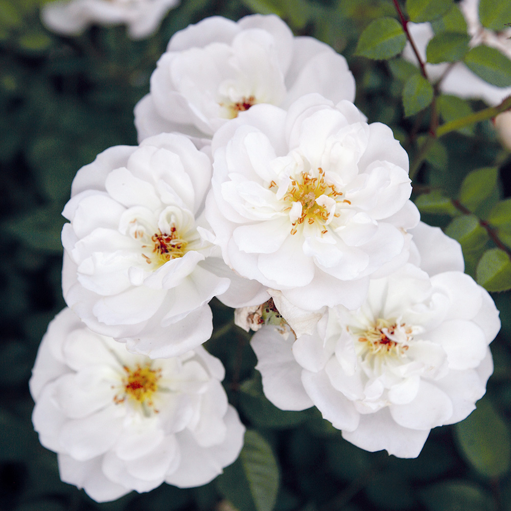 Bijenweelde® blanc