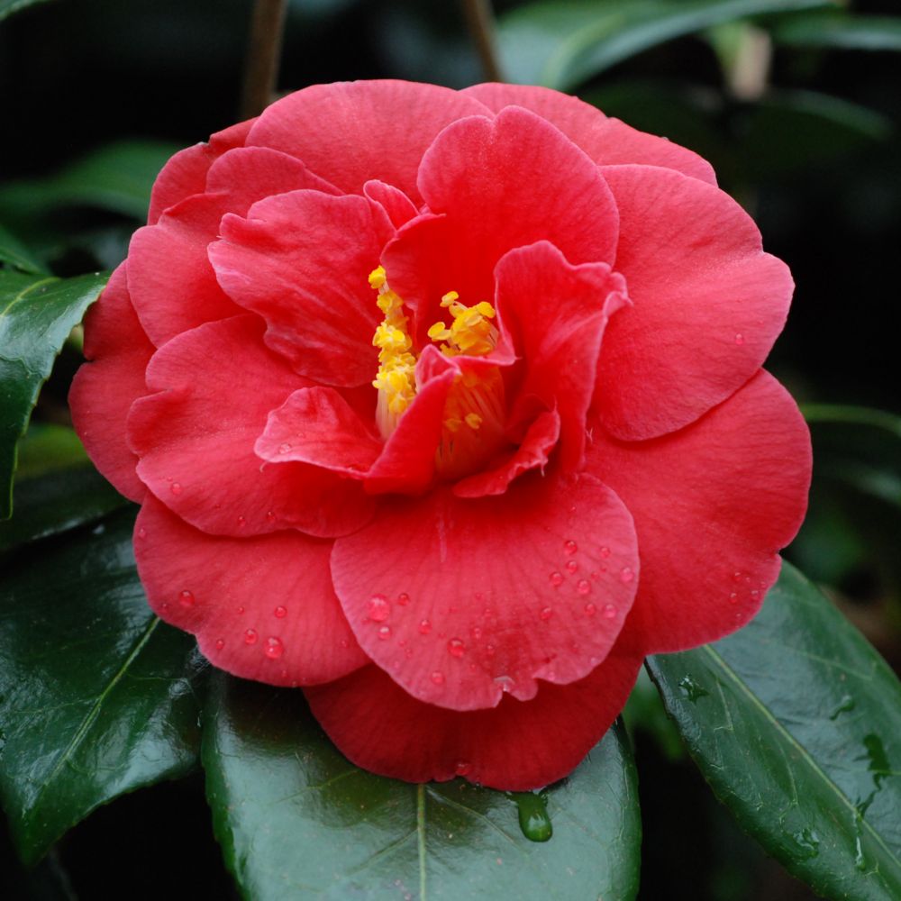 Camélia 'Adolphe Audusson' (Collection 1900)