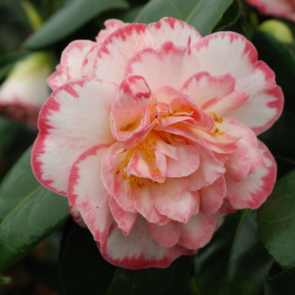 Camélia 'Margaret Davis'