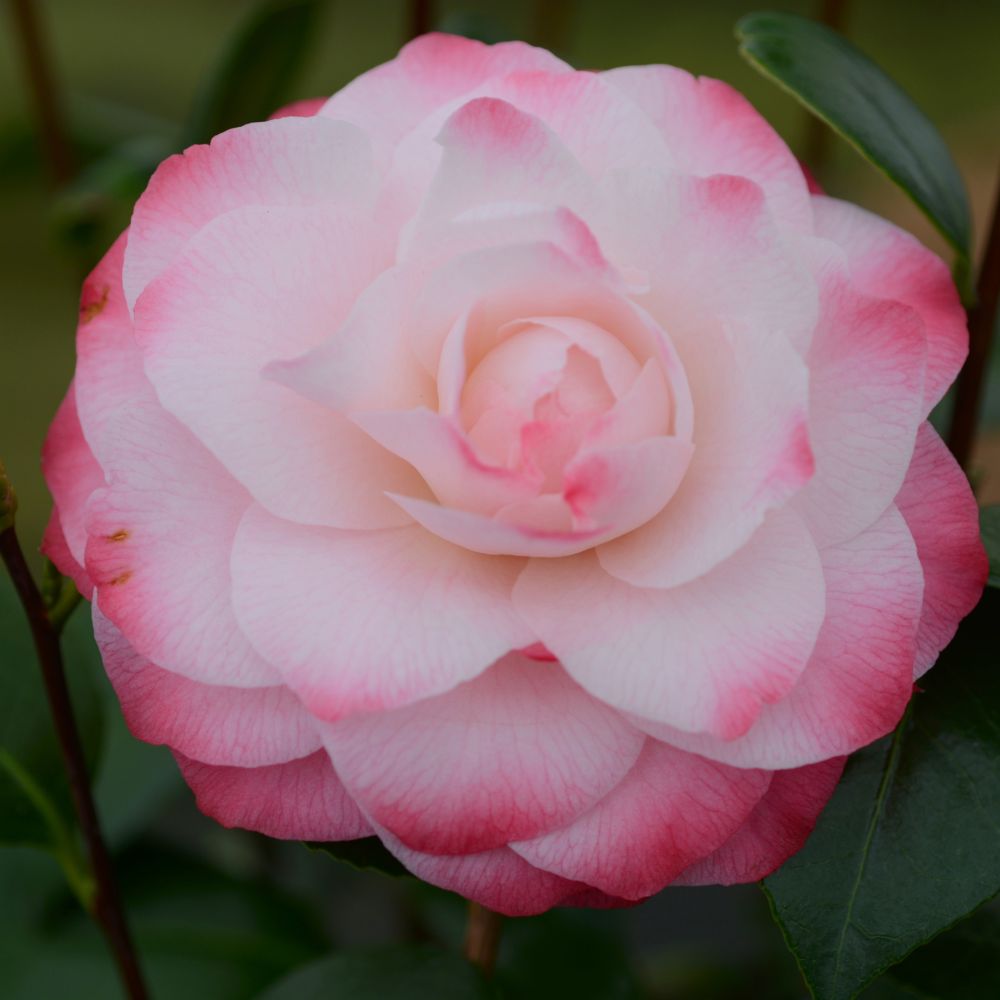 Camélia 'Nuccio's Pearl'