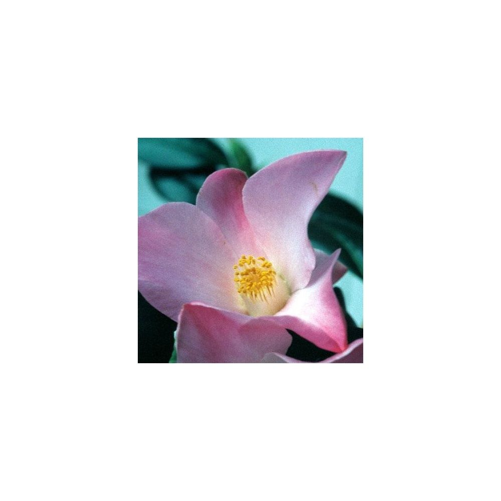 Camélia 'Tulip Time'