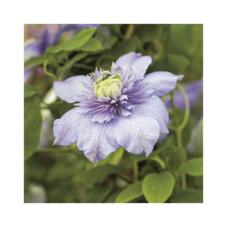 CLEMATITE BLUE LIGHT ®. Le pot de 3 litres
