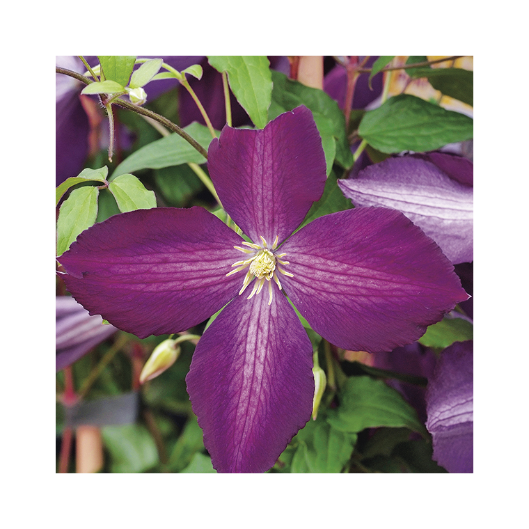 CLEMATITE JACKMANII PURPUREA ®. Lepot de 3 litres