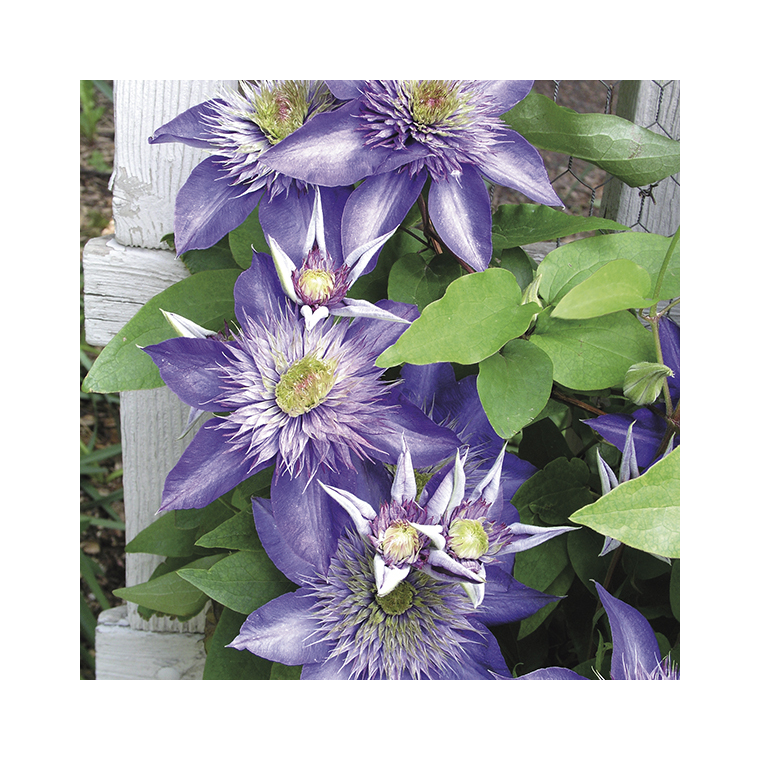 CLEMATITE MULTIBLUE. Lepot de 3 litres