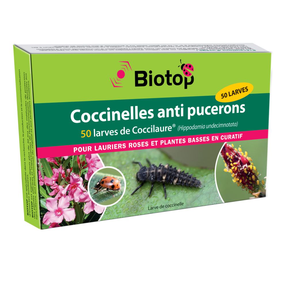 Coccilaure coccinelles anti-pucerons pour plantes basses BIOTOP - 50 larves