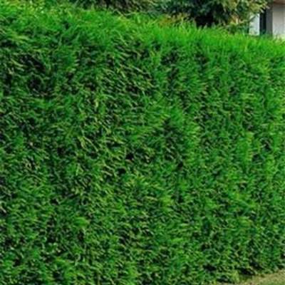 Cyprès de Leyland - Kit Haie Longueur 10 mètres. 150/175 cm en motte