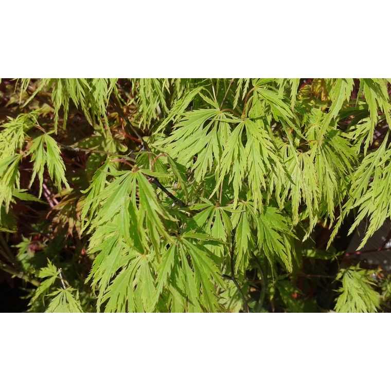 Erable du Japon (ACER PALMATUM DISSECTUM VIRIDIS ) Le pot de 7 litres