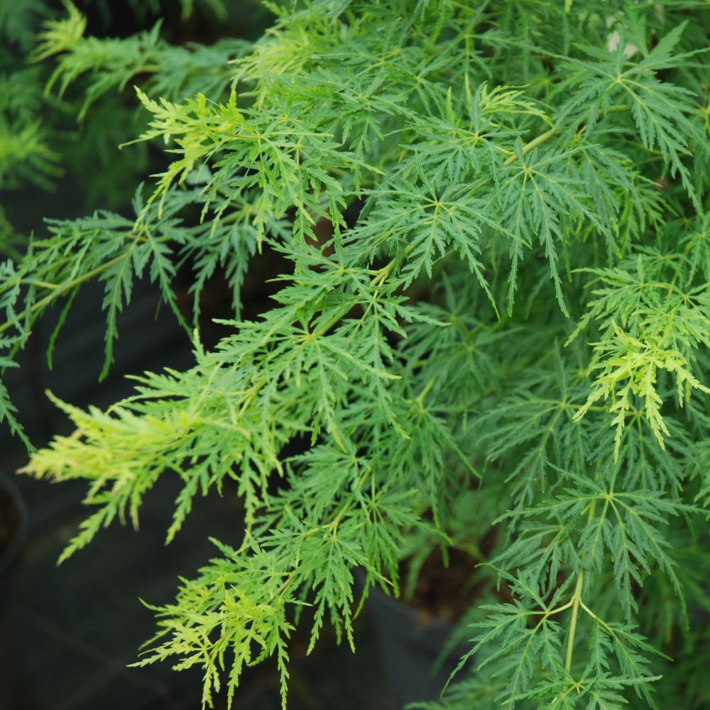 Erable du Japon 'Seiryu'