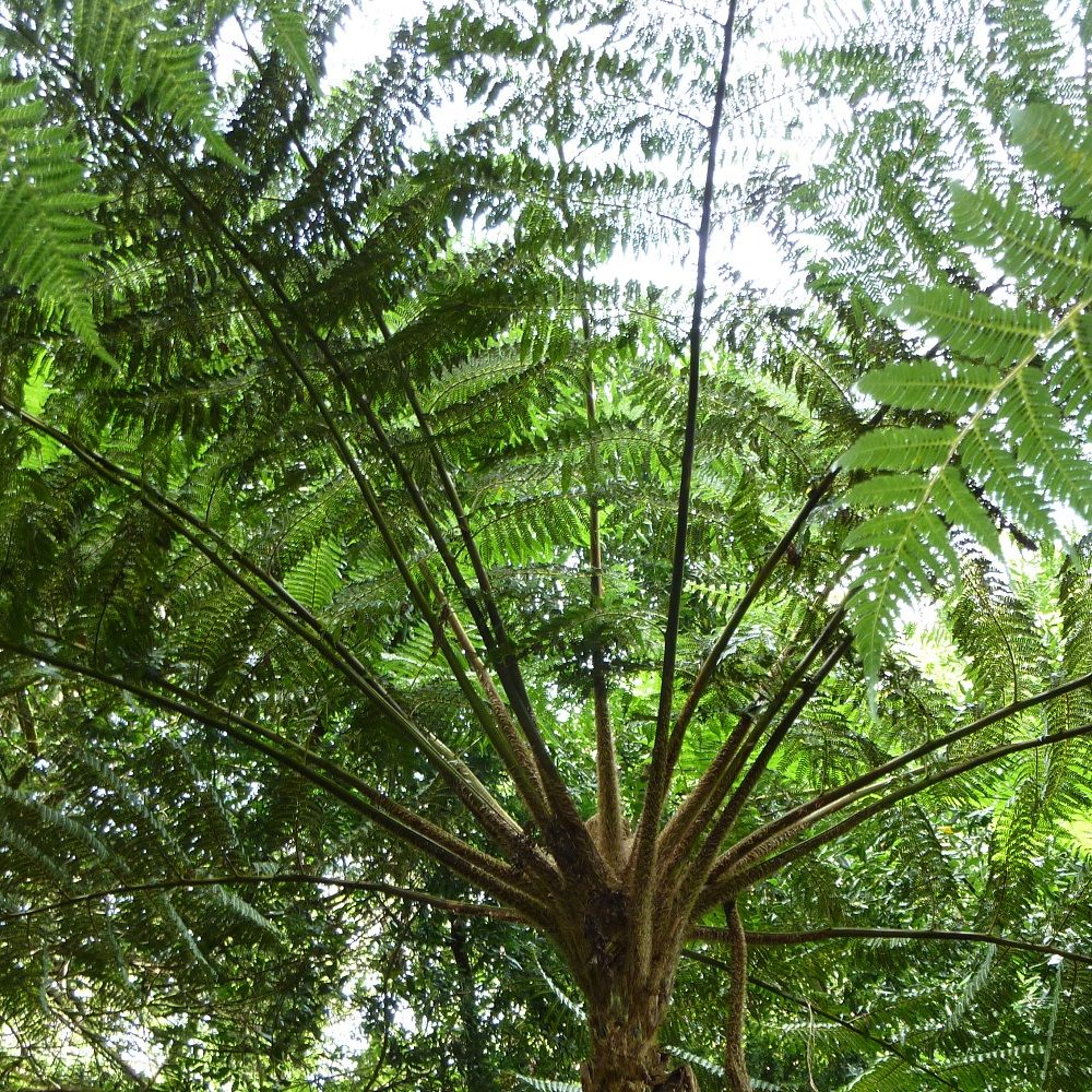Fougère arborescente - Cyathea cooperi