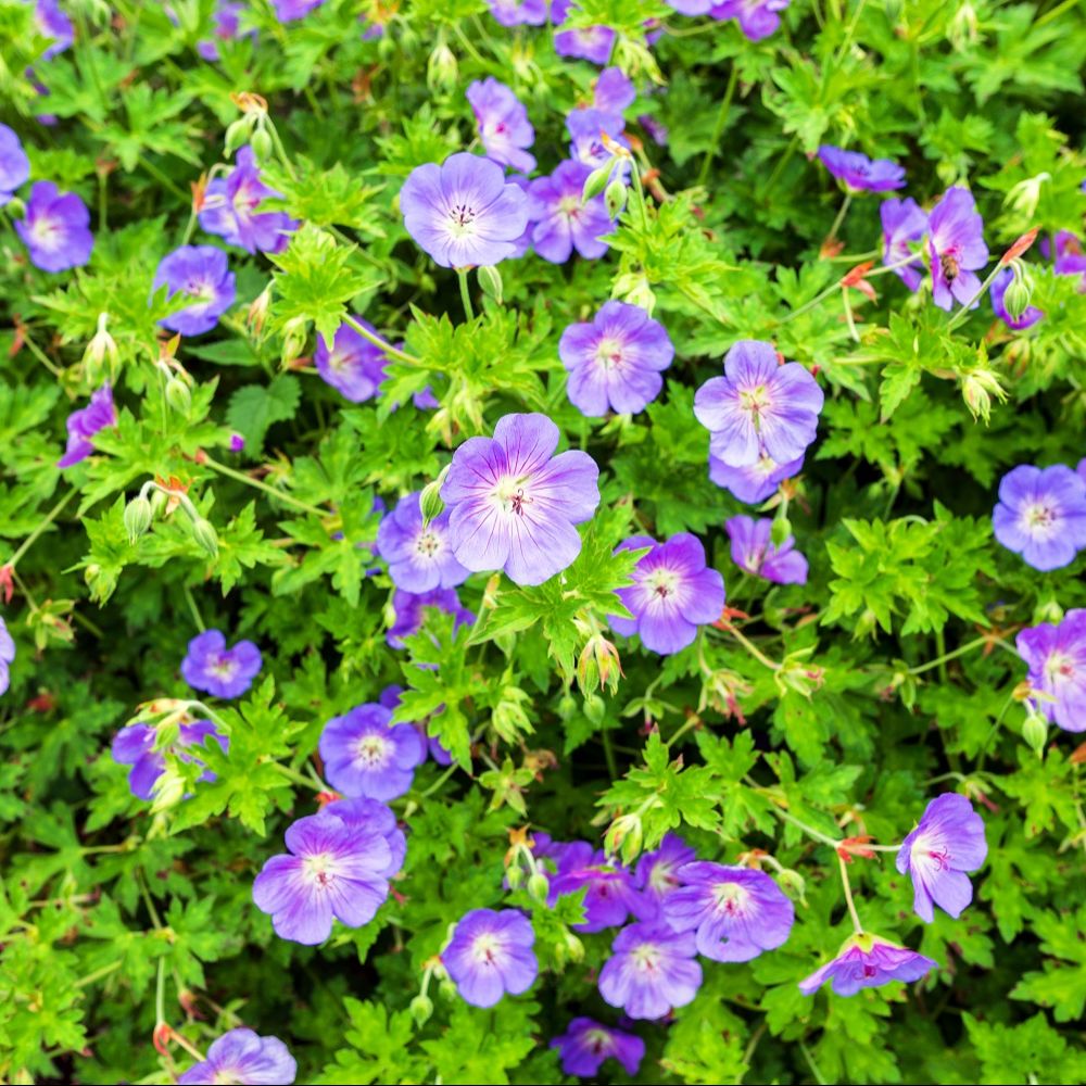 Géranium vivace 'Rozanne'®
