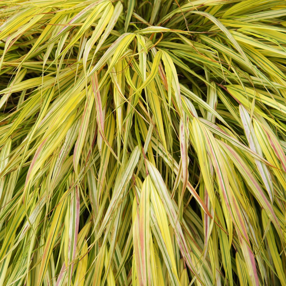 Hakonechloa macra 'Aureola'