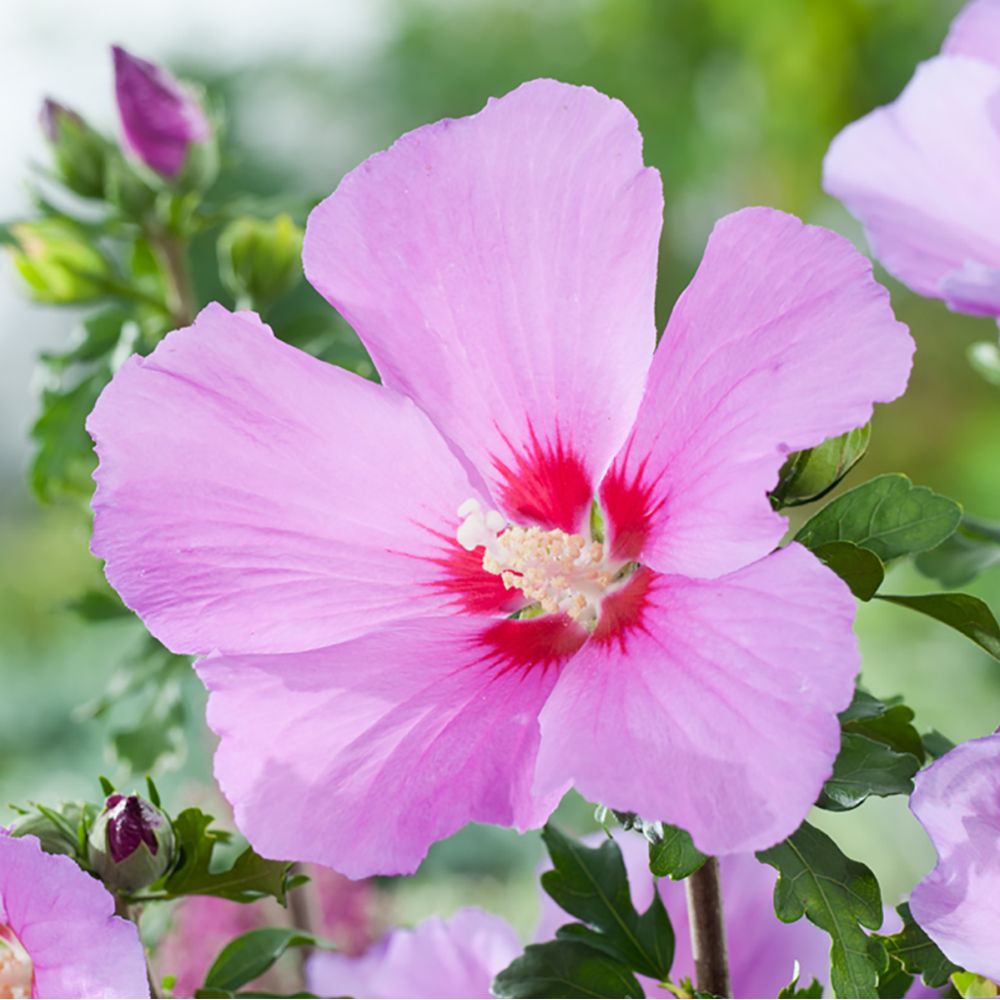 Hibiscus syriacus 'Russian violet'