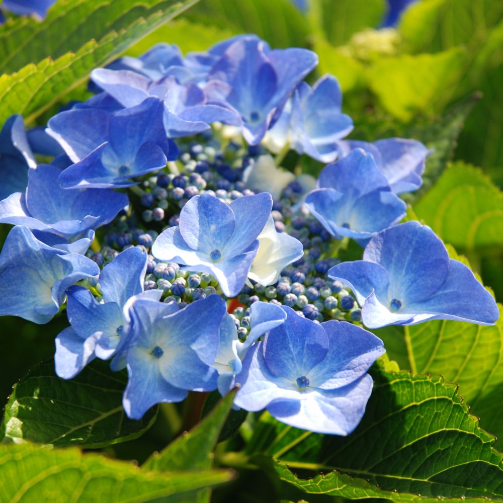 Hortensia 'Pfau'