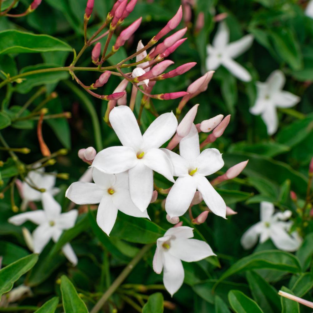 Jasmin officinal