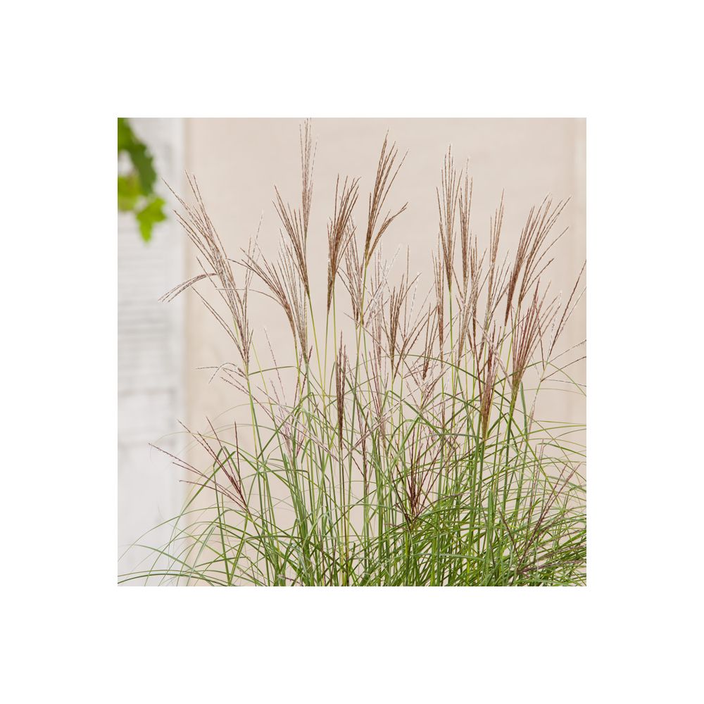 Miscanthus sinensis 'Kleine Silberspinne'