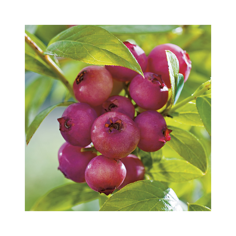 Myrtille Pink Lemonade® Bio. Le pot de 2 litres
