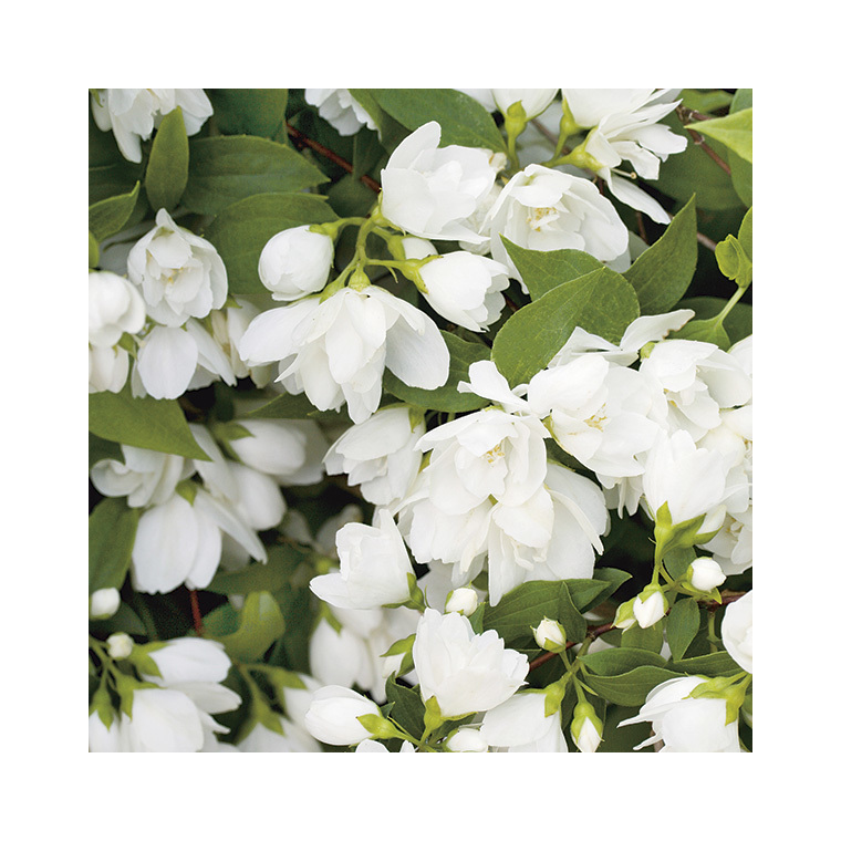 Philadelphus Virginal (PHILADELFUS VIRGINALIS SNOW FLAKE), en pot de 7 litres