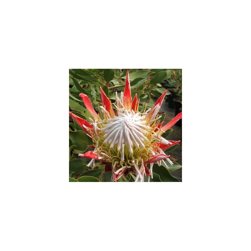 Protea 'Pink Crown'