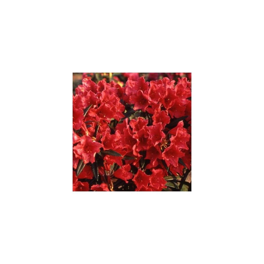 Rhododendron 'Cavalier'