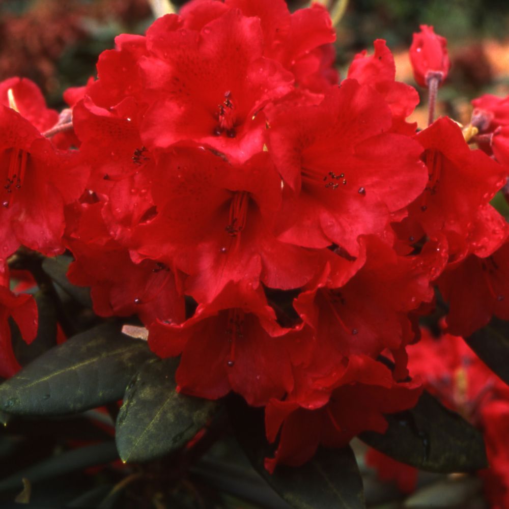Rhododendron 'Melville'