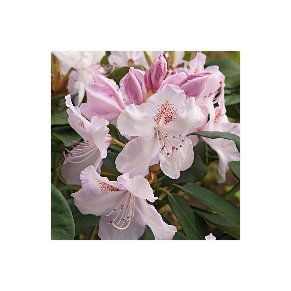 Rhododendron 'Mrs Charles Pearson'