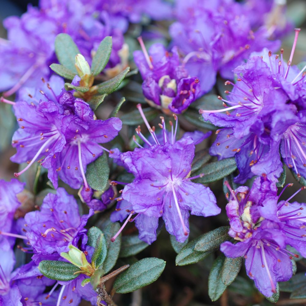 Rhododendron nain 'Azurika'