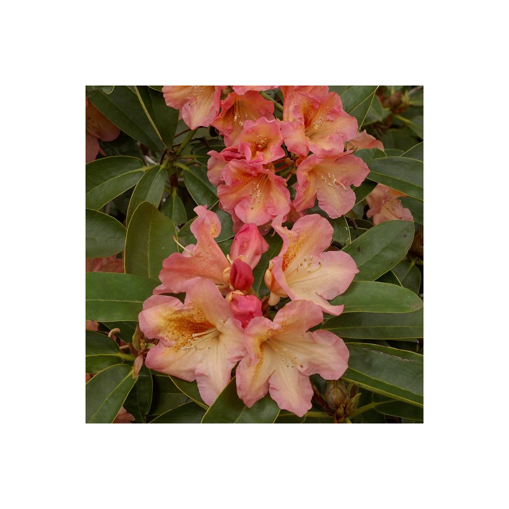 Rhododendron 'Olga'