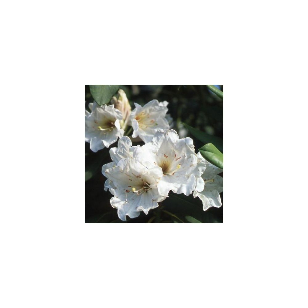 Rhododendron 'Polar Bear'
