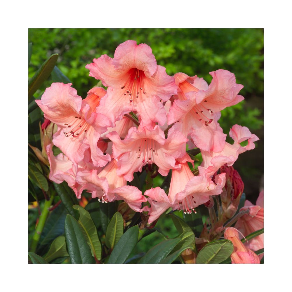 Rhododendron 'Tortoiseshell'
