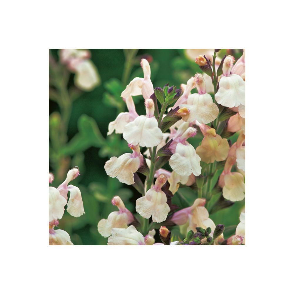 Sauge microphylla Melen ®