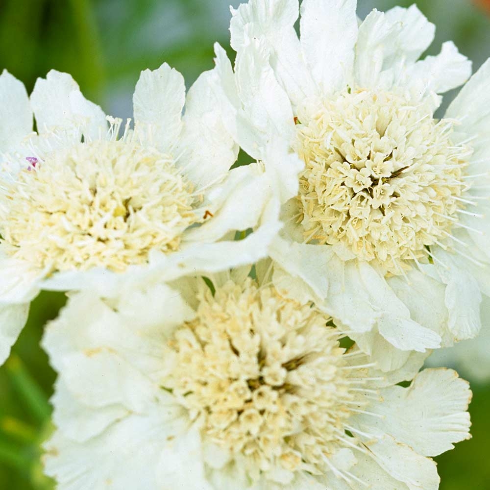 Scabieuse du Caucase 'Perfecta Alba'