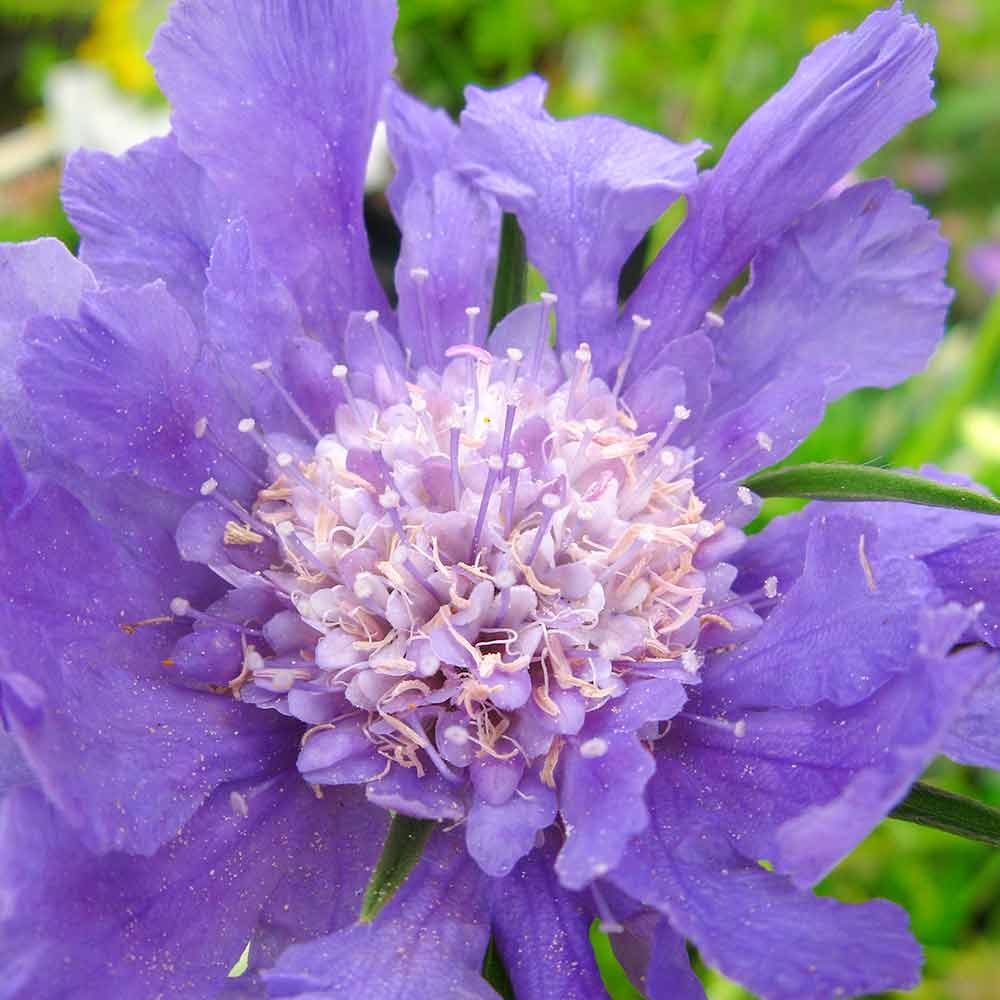 Scabieuse du Caucase 'Perfecta'