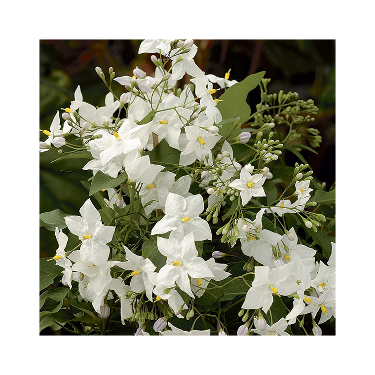 Solanum jasminoides album ou Morelle faux-jasmin à fleurs blanches. Le pot de 3 litre
