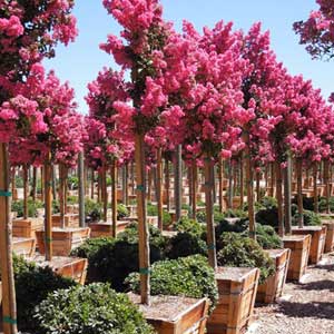 Lilas des Indes demi-tige, Lagerstroemia indica Demi-Tige