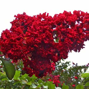 Lilas des Indes Dynamite, Lagerstroemia indica rouge cerise 80/100 cm
