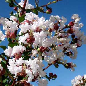 Lilas des Indes blanc, Lagerstroemia indica Nivea 80/100 cm