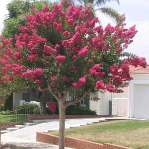 Lilas des Indes tige, Lagerstroemia indica Haute-tige, circonférence du tronc 10/12 cm