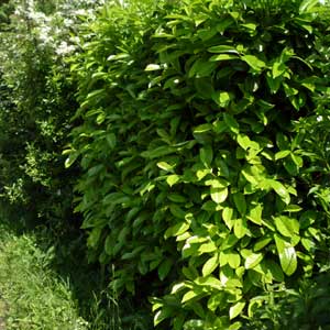 Laurier palme Rotundifolia 175/200 cm en motte