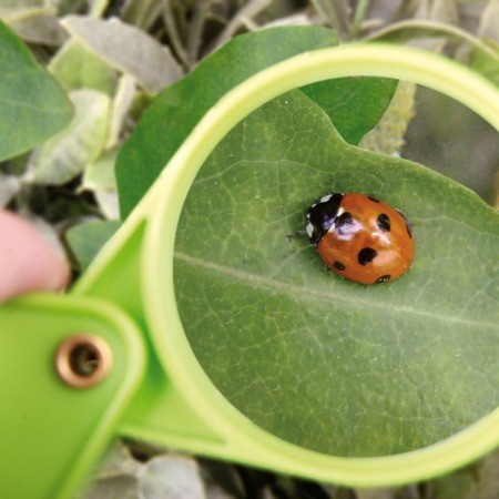 Loupe enfant