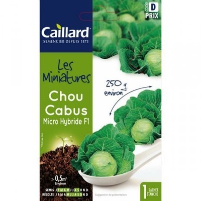 Graines Mini chou